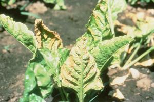 Sugarbeet plant with yellowing and curling leaves due to potassium deficiency