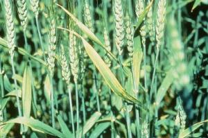 Wheat with yellowing around leaf tip and margins due to potassium deficiency