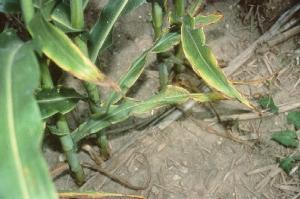 Corn leaves with yellowing around leaf margins and browning tips due to potassium deficiency