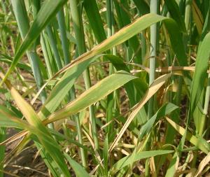 Wheat with yellowing around leaf tip and margins due to potassium deficiency