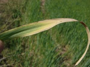 Barley leaf with yellowing around the leaf margins and browning around the tip due to potassium deficiency