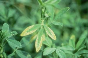 Alfalfa trifoliate leaf with yellowing around the tip and margins due to potassium deficiency