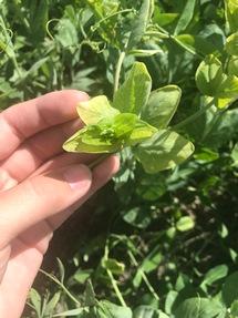 Upper pea leaves yellowing due to iron deficiency