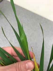 Chlorotic wheat leaves due to iron deficiency