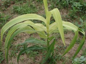 Corn plant with chlorotic upper leaves due to iron deficiency