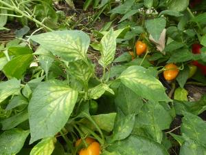 Pepper leaves yellowing between veins due to iron deficiency
