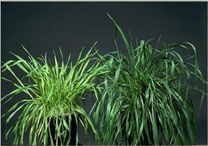A healthy wheat plant on the right and a stunted plant with pale green leaves on the left due to sulfur deficiency