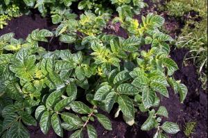 Potato plants with yellowing upper leaves due to sulfur deficiency