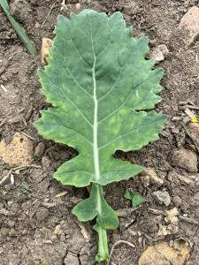 Pale green with yellow spots on S deficient canola leaf