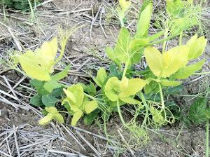 Pea plant with pale green and yellowing upper leaves due to sulfur deficiency