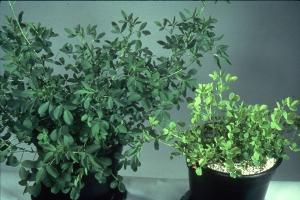 A healthy alfalfa plant on the left and a stunted plant with light green leaves from sulfur deficiency on the right