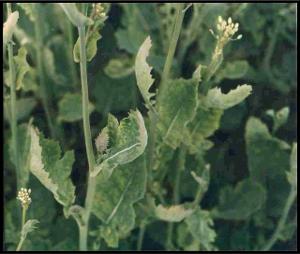 Canola with yellowing leaves and early bolting due to sulfur deficiency