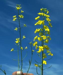 A healthy flowering canola plant on the right and a sulfur deficient plant with few flowers on the right