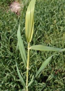 Barley plant with yellowing upper leaves due to sulfur deficiency