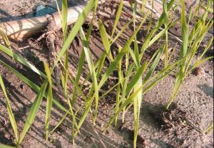 Wheat with pale green leaves due to sulfur deficiency