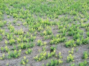 A field of peas with yellowing upper leaves from sulfur deficiency