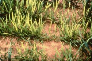 Wheat with pale green, yellowing leaves due to sulfur deficiency