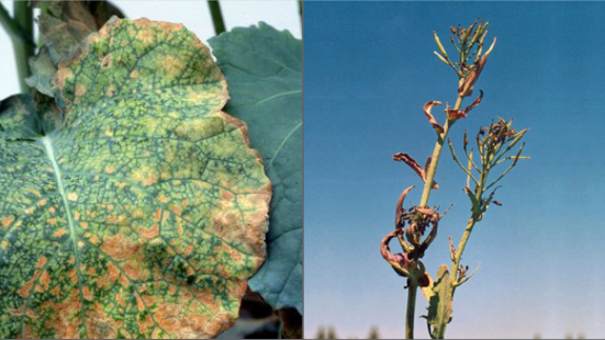 Two images: The first image of a canola leaf with a very rough-textured appearance, spaces between veins dying and drying out. The second image of a flowering stalk, with the leaves below the head entirely dry and the flowering head short and undeveloped.