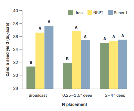 Figure of canola seed yield (bu/acre) vs. N placement (Broadcast, 0.25-1.25 inches deep, or 2-4 inches deep). For each N placement, urea, NBPT, and SuperU were compared. NBPT and SuperU had significantly better results than urea, except for in the 2-4 inch placement, where all treatments had the same results.