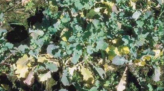 Canola crop with small leaves and yellow lower leaves.