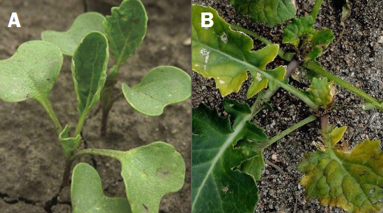 Two images: First image of young plants suffering from cold damage with cupped leaves, the second image of herbicide-damaged young plants with slight cupping and yellowing of leaves.
