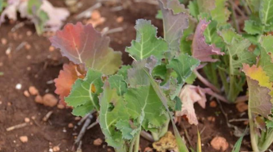 Young canola plants with older leaves turning entirely purple to pale red. 