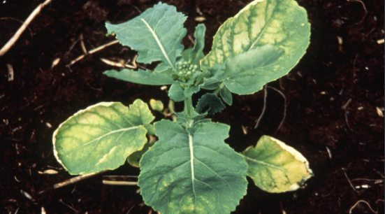 Canola plant with spaces between veins turning yellow, lower leaf visibly withered and dried.