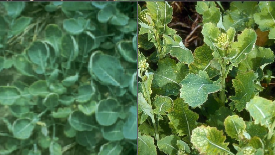 Two images of canola, the first of young plants with strongly cupped leaves, the second image with older plants with pale, yellowing leaves.