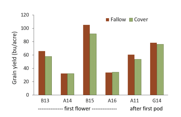 Figure 4. Small grain yields following fallow and cover terminated by first flower or after flat pod on wet Montana site-years (greater than 6.5 inches April – July). Yields were no different between fallow and cover with 95% confidence. A= Amsterdam, B=Bozeman, G=Great Falls (4).