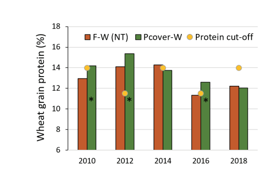 Figure 7. Wheat grain protein after fallow or pod-stage terminated pea cover, and the protein discount cut-off level for spring wheat (14%, 2010, 2014, 2018) and winter wheat (11.5%, 2012, 2016). Pcover bars with * are greater than fallow with 90% confidence (8, Gallatin Valley, MT).