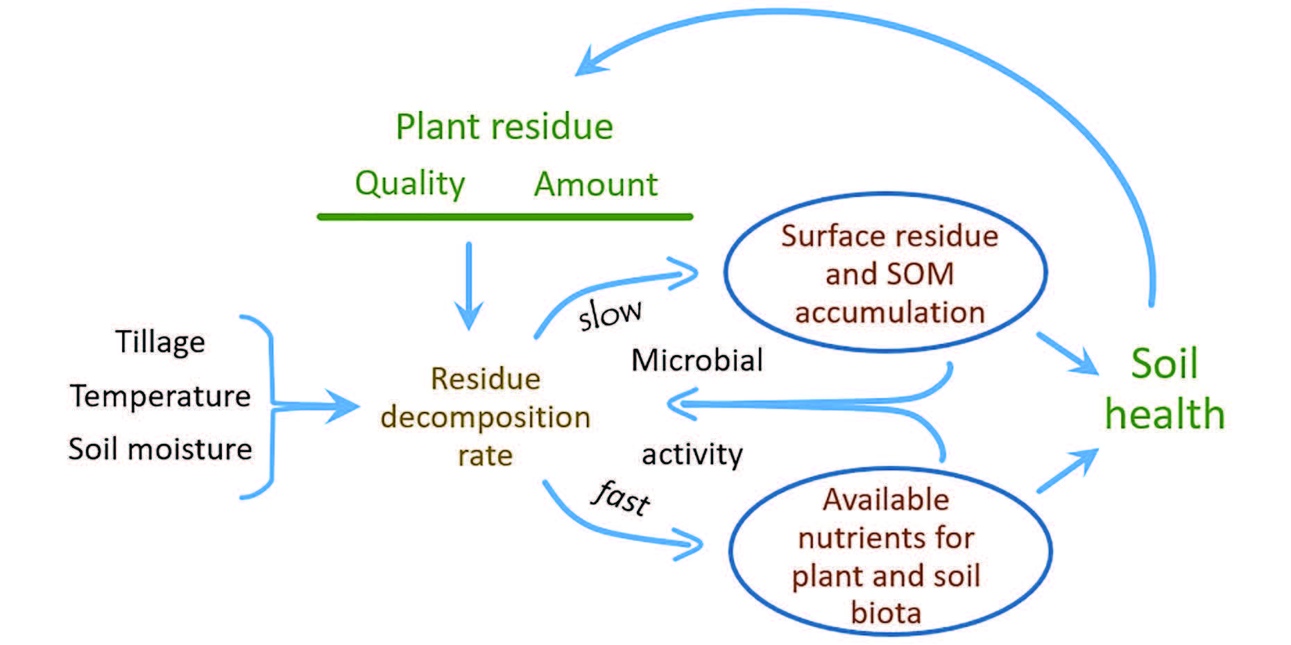 Figure 1. The relationship among plant residue quality and quantity, and microbial activity that leads to soil health, which increases plant production and hence residue.