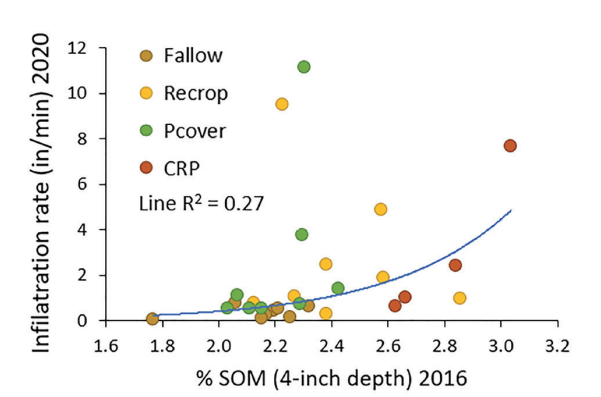 Figure 4. Water infiltration rate by % SOM after 18 years of fallow, wheat or pea grain (re-crop), pea cover (chemical terminated generally at plump pod, sooner if weeds were a problem, or hayed then sprayed) in rotation with wheat, and CRP (10 years Conservation Reserve Program: mostly alfalfa with some grass) followed by pea grain-wheat (eight years; 33, 30, MT).