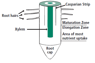 FIGURE 3. Cross-section of lower portion of root.