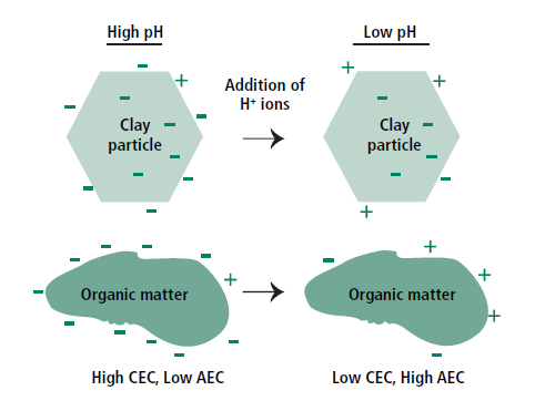 FIGURE 7. Effect of pH on CEC and AEC of clay particles and soil organic matter. Note decreased pH causes CEC to decrease and AEC to increase (more positive charges).