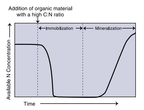 Figure 2. Available N changes following addition of high C:N organic material