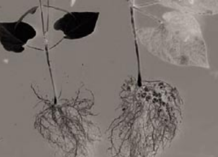 Figure 4. Effect of inoculation on nodulation and bean health. Plant on left was not inoculated, causing N deficiency.