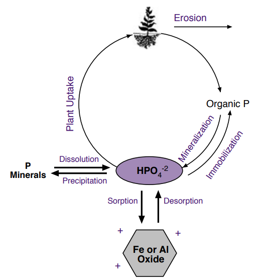 Figure 1. Phosphorus Cycle
