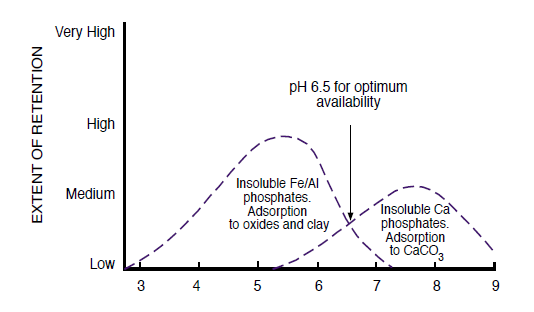 Figure 4. The effect of soil pH on P retention and availability. From Havlin et al. (1999).