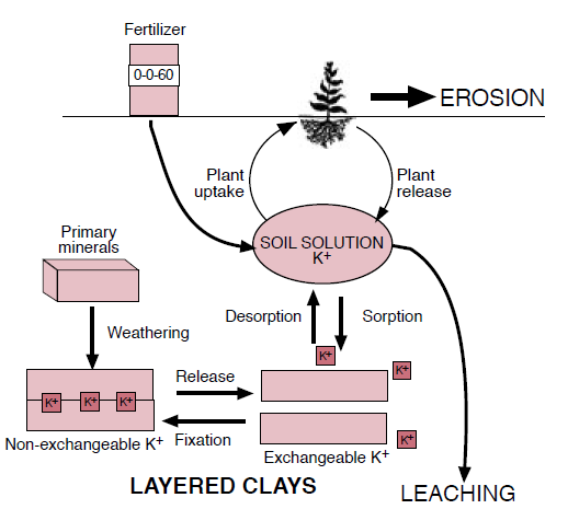 Figure 2. The potassium cycle.