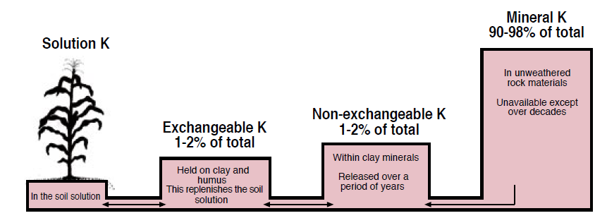 Figure 1. Forms of K found in the soil (Hoeft et al., 2000).