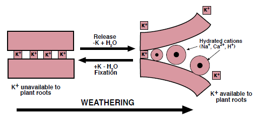 Figure 3. The weathering and “unzipping” of mica and layered clay minerals release K into soil solution. Fixation immobilizes K in a form unavailable to plants (Modified from McLean, 1978).