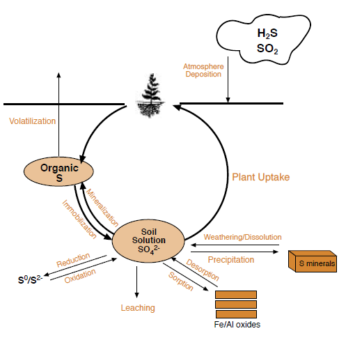 Figure 1. Sulfur Cycle.