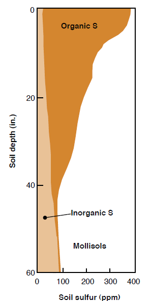 Figure 4. Typical distribution of organic and inorganic S in a mollisol (Brady, 1999).