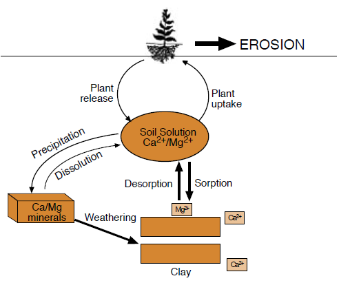 Figure 8. Calcium and Magnesium Cycle.