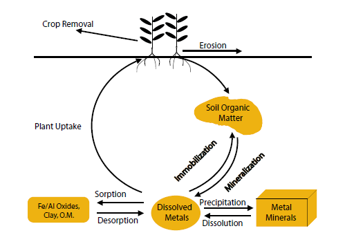 Figure 1. Metal micronutrient cycle.