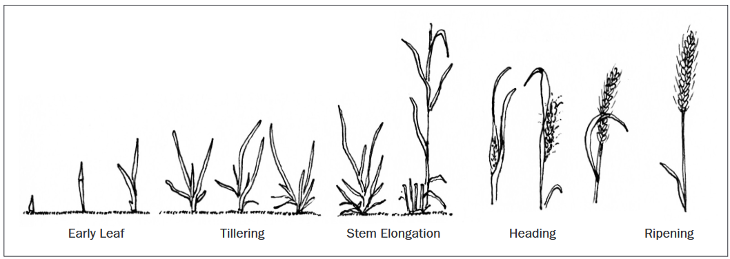 Illustration of wheat Early Leaf, Tillering, Stem Elongation, Heading, and Ripening stages.