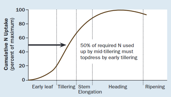 Cumulative N uptake (percent of maximum) at early leaf, tillering, stem elongation, heading, and ripening stages of wheat. 50% of the required N was used up by mid tillering, topdress by early tillering.  
