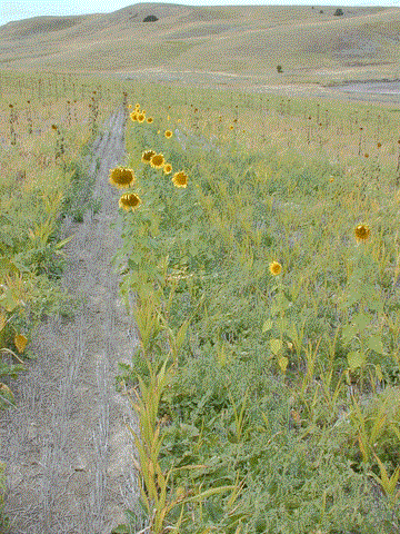 mixed cover crop field 