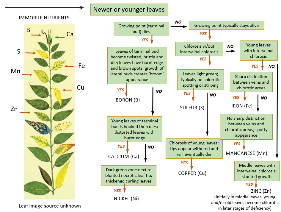 edible-gardening-series-question-of-the-week-fertilizer-and-plant