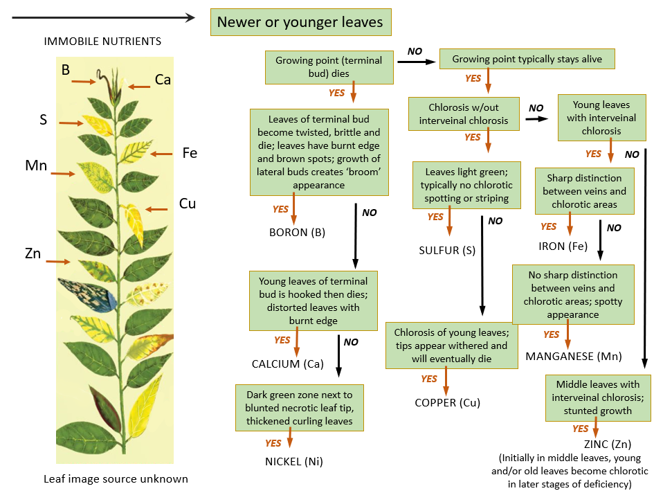 Nutrient Deficiencies MSU Extension Soil Fertility Montana State 